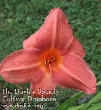 Daylily Hot Toddy